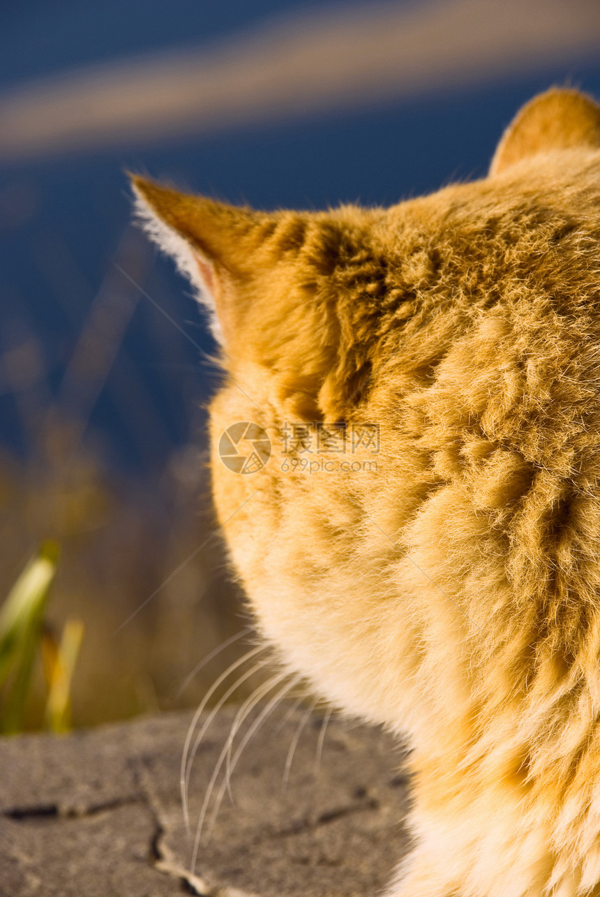 有关自然性质的猫头发孩子虎斑宠物爪子毛皮摄影食肉橙子友谊图片