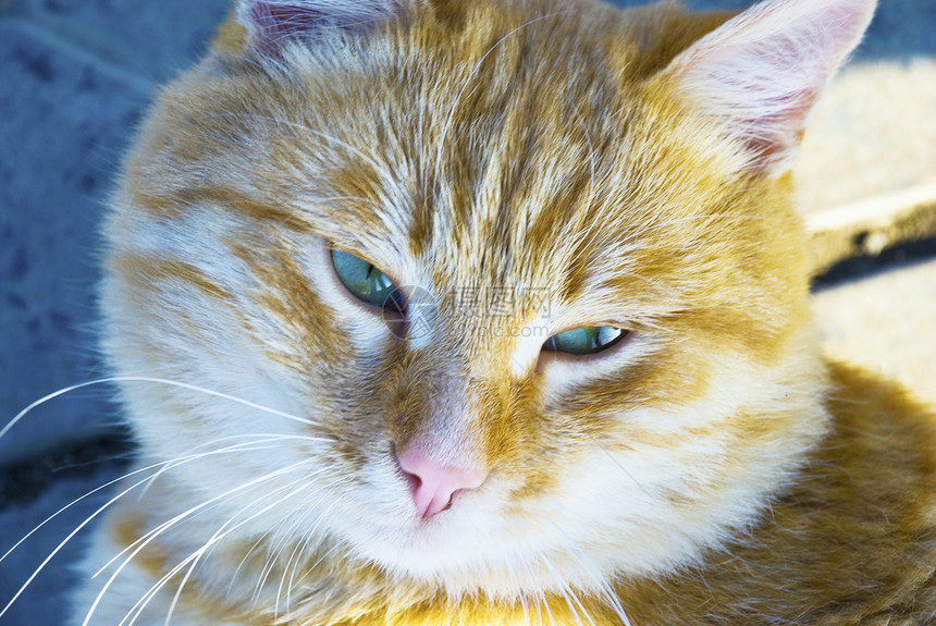 有关自然性质的猫爪子毛皮眼睛头发晶须友谊冒充动物虎斑宠物图片