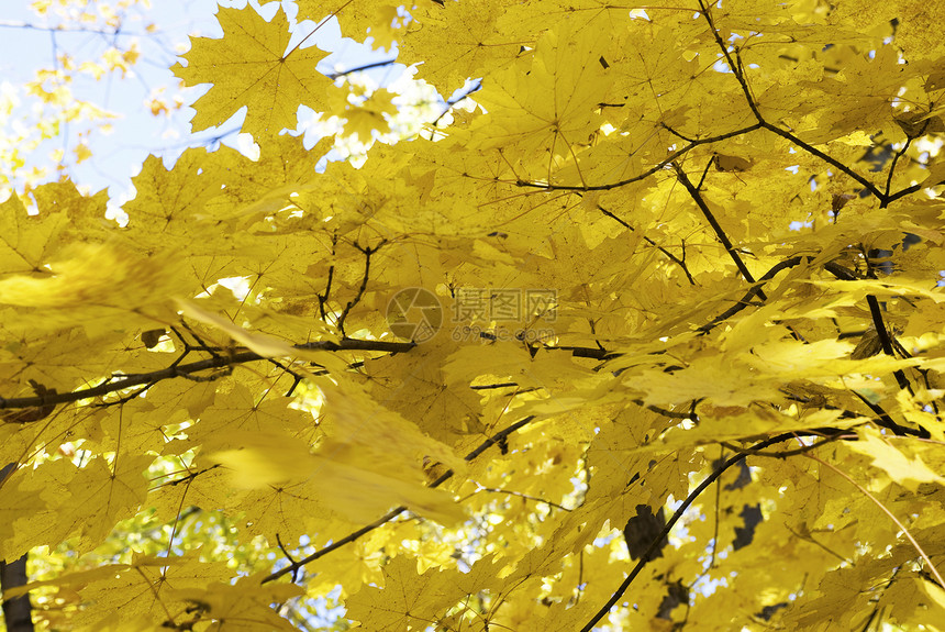 秋林中的树木季节天气叶子植物地平线气候场景草地阳光太阳图片