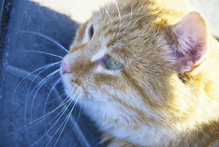 猫的性质眼睛猫科动物高清图片