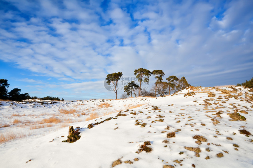 蓝天上雪山上的松树图片