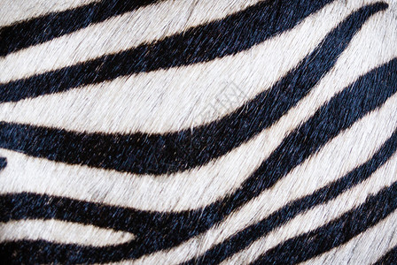 Zebra 皮肤纹理背景图片