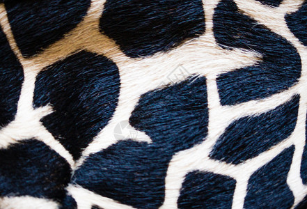 Giraffe 皮肤纹理皮革纺织品材料条纹背景图片
