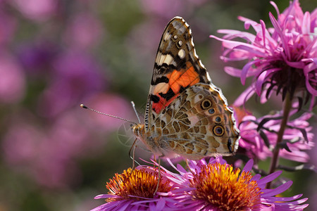 菊花上的蝴蝶小姐蓝色翅膀黑色动物昆虫彩绘宏观动物群植物群背景图片