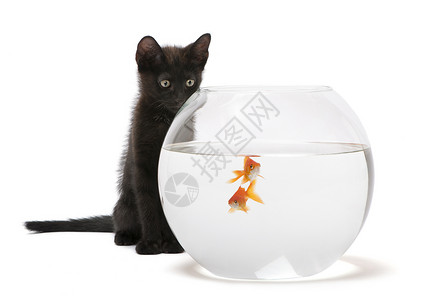 金鱼缸素材黑猫看着金鱼游进背景