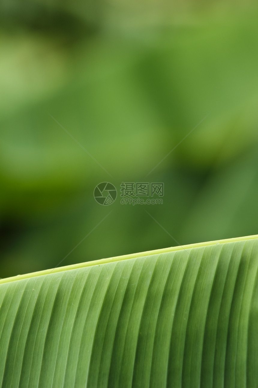 香蕉叶香蕉热带植物群植物生长环境天气线条叶子绿色图片