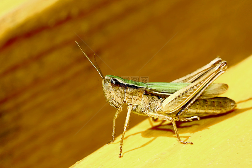 准备跳跃生物学蟋蟀触角天线昆虫眼睛料斗野生动物木头反射图片