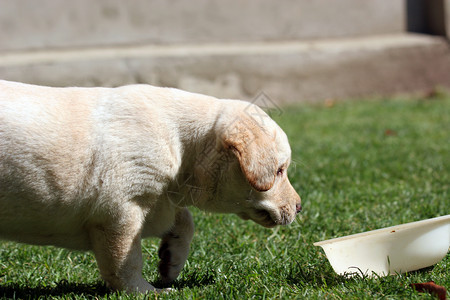 草地里的拉布拉多小狗太阳绿色黑色公园幸福朋友宠物喜悦孩子黄色背景图片