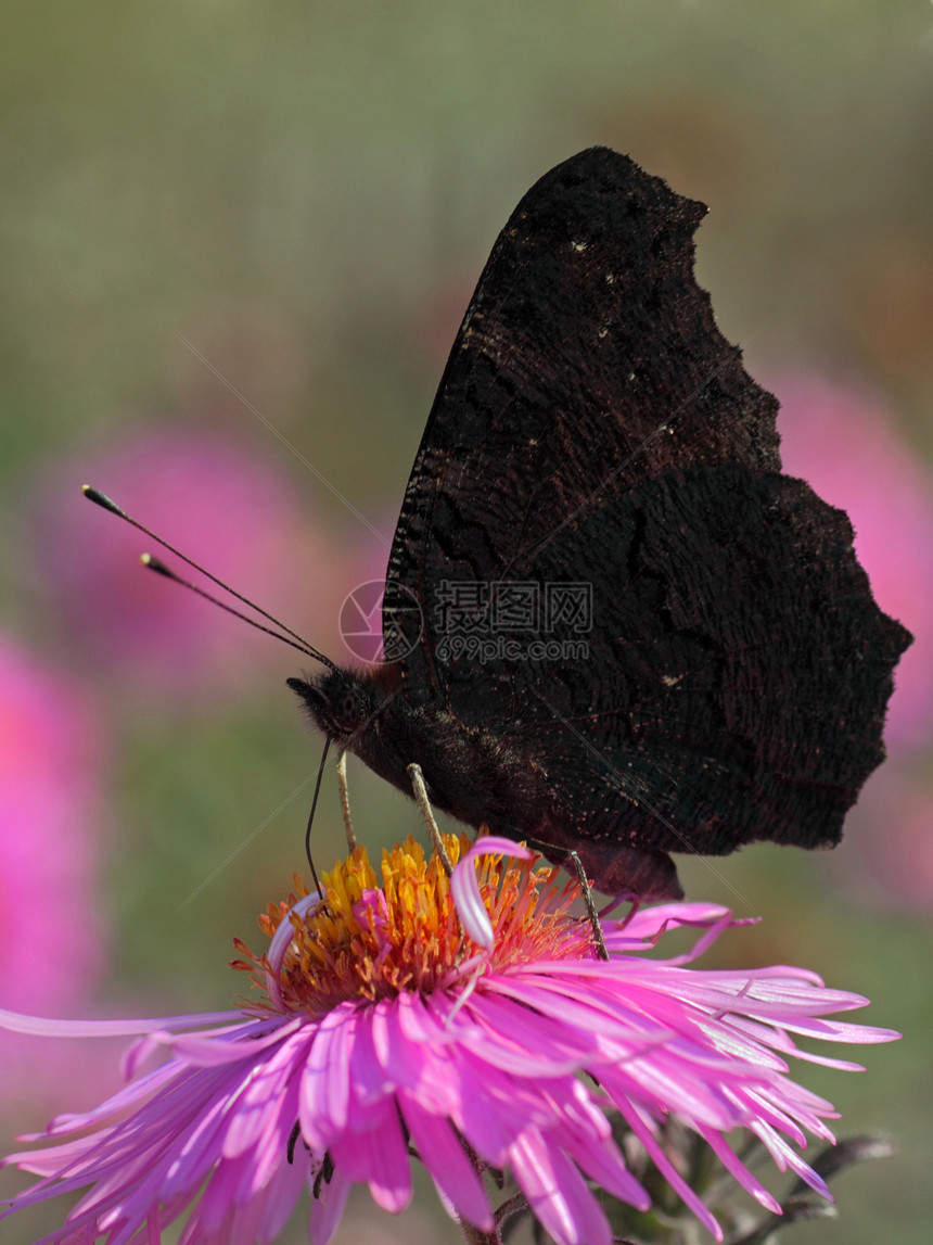 欧洲孔雀蝴蝶植物群动物翅膀昆虫黑色宏观紫色动物群花园图片