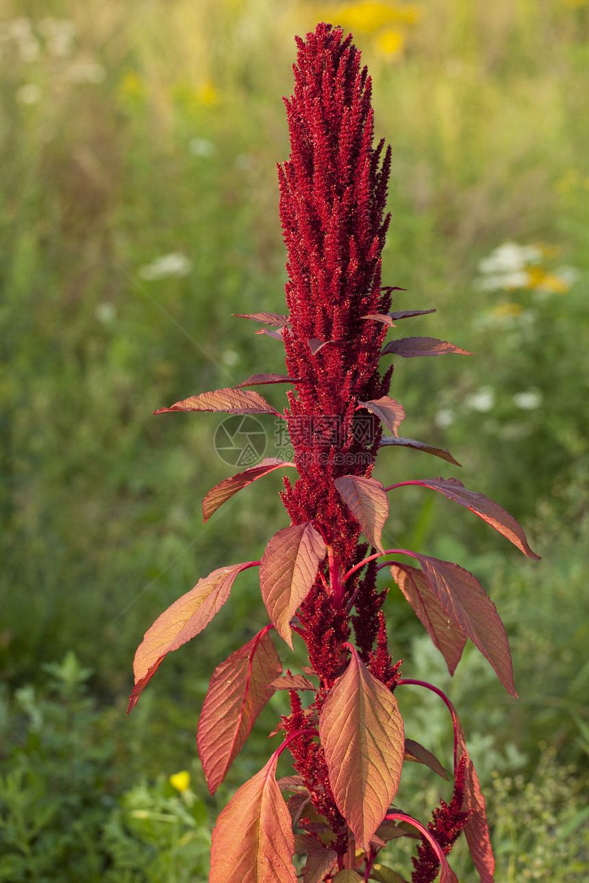 阿马兰特胡斯苋属叶子背景性质草地植物花序红色图片