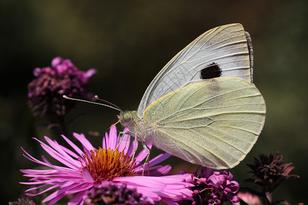 菜粉蝶蝴蝶坐在花朵上动物群翅膀植物群动物宏观绿色菊花黄色花园昆虫背景