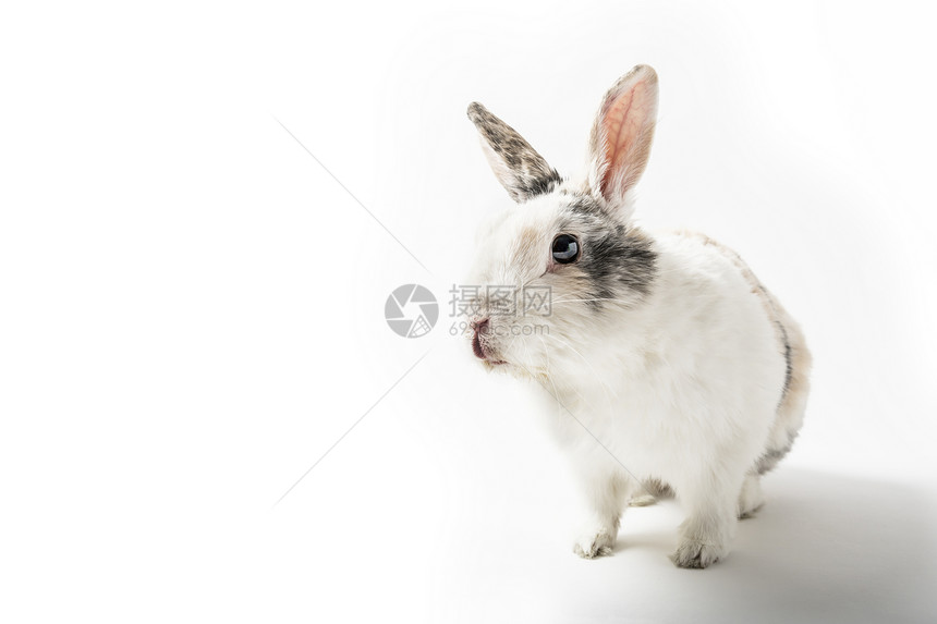 白背景的兔子荒野生活毛皮宠物居住生物头发小狗婴儿爪子图片