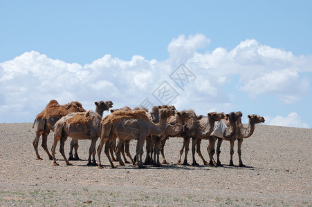 骆驼群旅行环境骆驼哺乳动物驼峰戈壁建筑学日落团队地形背景图片