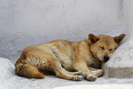 狗睡觉犬类哺乳动物休息棕色毛皮说谎睡眠地面白色动物背景图片