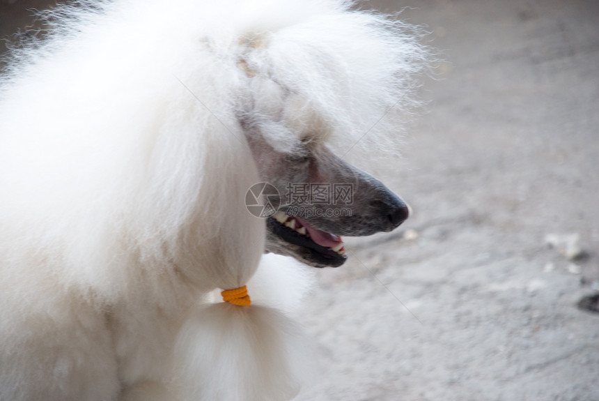2007年7月6日 萨马拉爪子动物哺乳动物展览犬类毛皮报告跑步快乐友谊图片