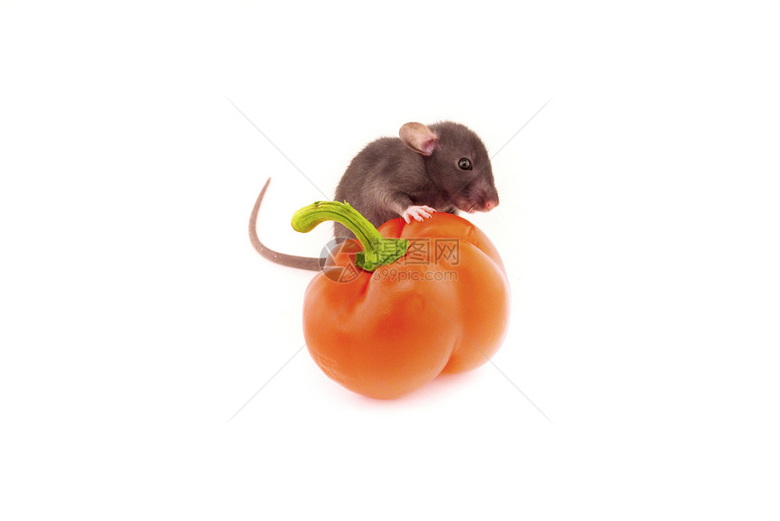 国内大鼠和胡椒白白孤立好奇心美食辣椒哺乳动物蔬菜食物耳朵宠物爪子活力图片