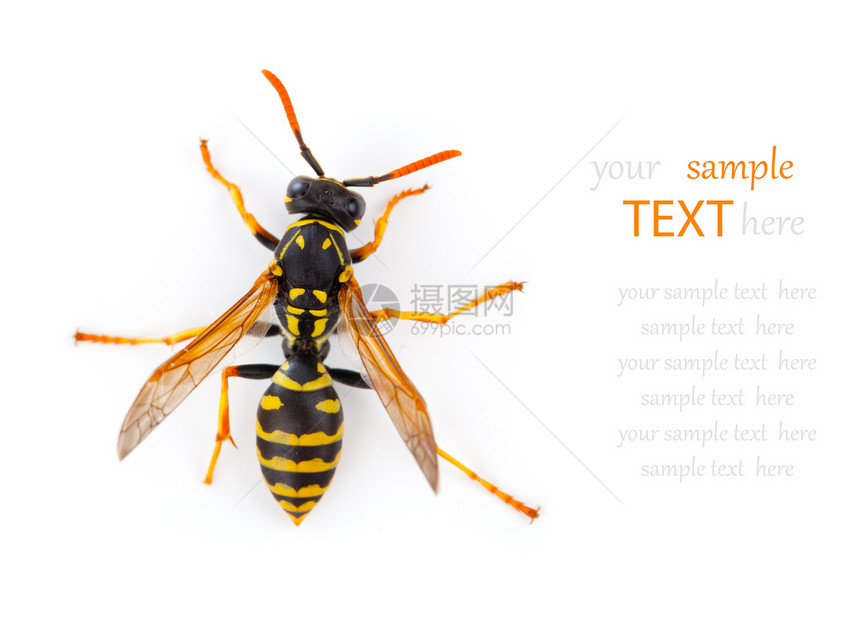 白色背景上孤立的黄蜂翅膀刺痛害虫条纹黑色蜂蜜动物荒野蜜蜂夹克图片