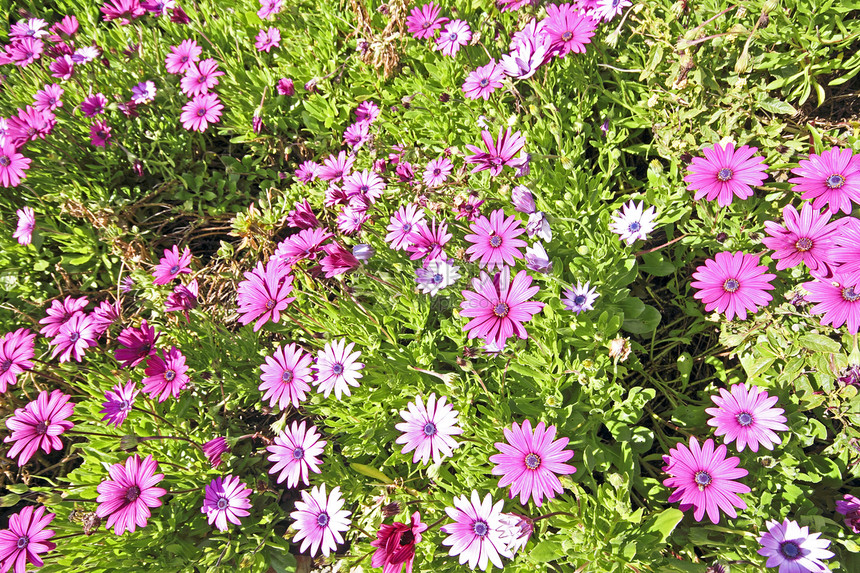紫花绿花图片