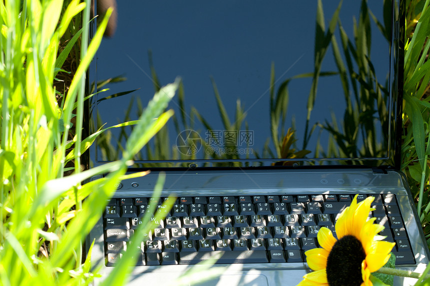 绿色笔记本电脑中的绿草和向日葵教育电子产品办公室互联网储蓄者通讯公园屏幕叶子场地图片