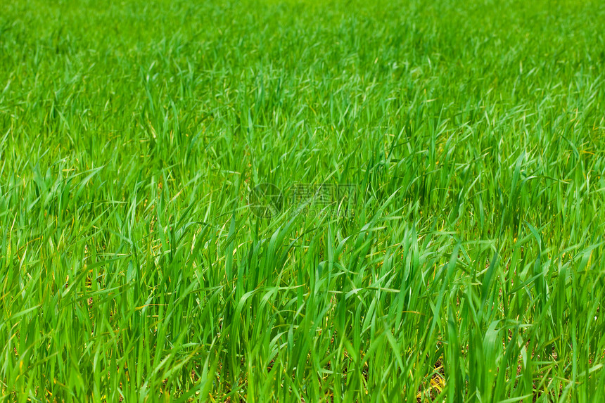 绿草背景背景生长草地美化院子土地叶子刀刃美丽摄影阳光图片
