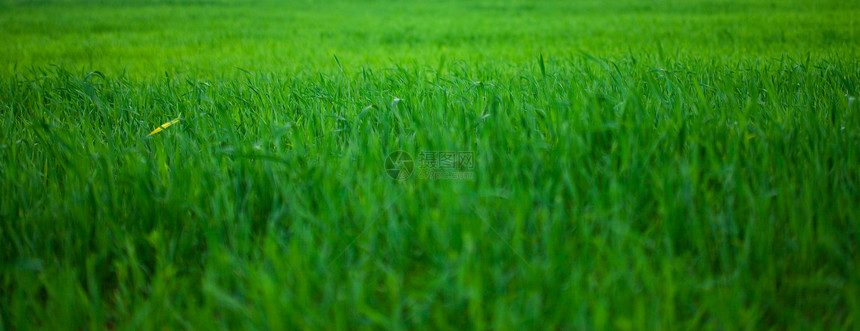 绿草背景背景框架活力院子场地草皮运动城市草地环境叶子图片
