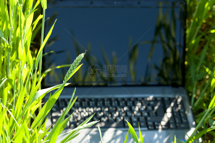 绿色笔记本电脑绿草办公室自由墙纸通讯教育储蓄者展示叶子环境窗户图片