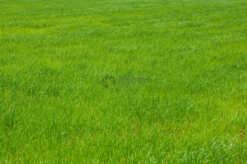 绿草背景背景草地草皮美化运动叶子美丽环境生长院子活力图片