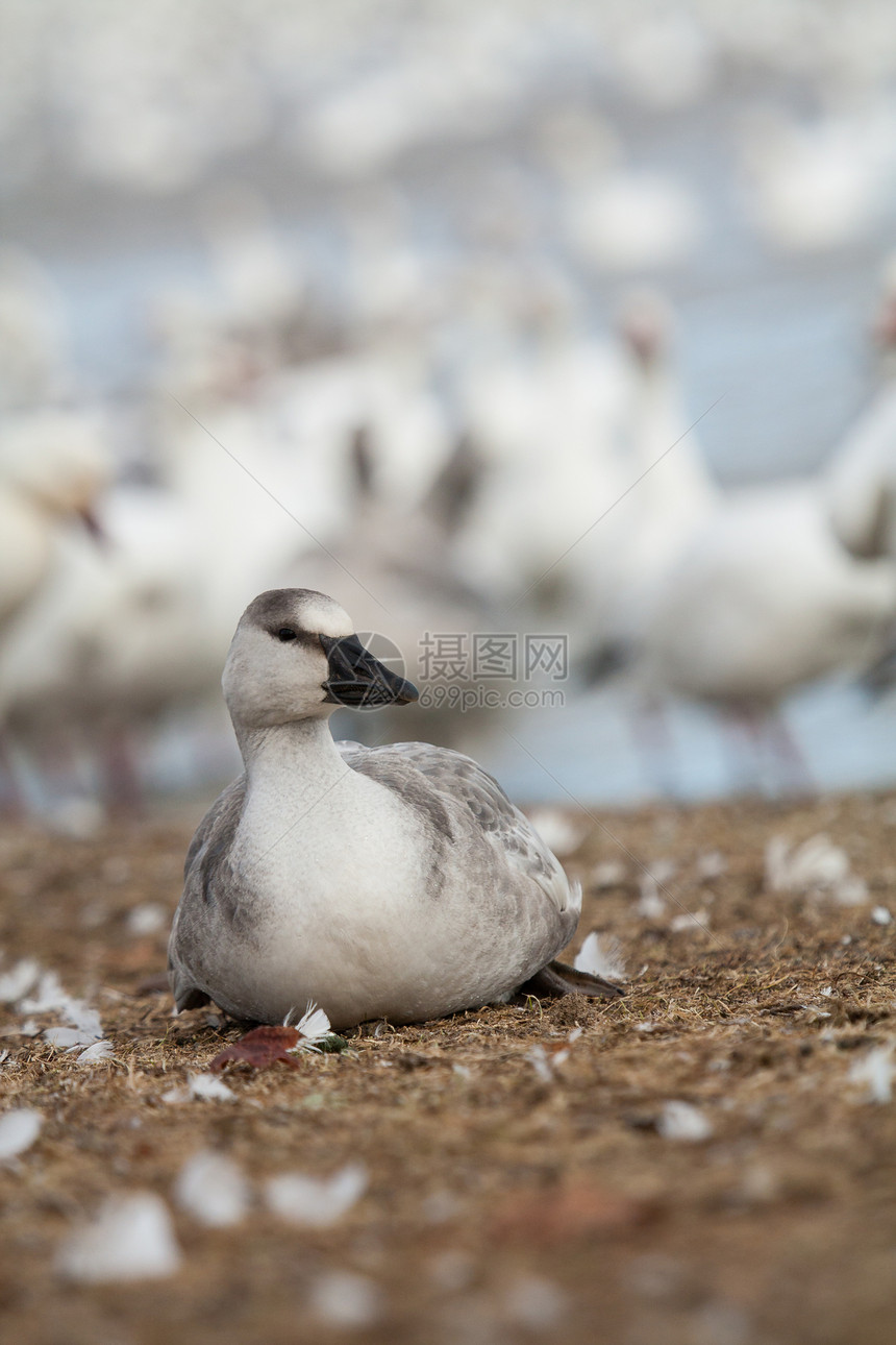 雪鹅鸡摄影栖息地气候动物移民蓝藻羽毛观鸟动物群水禽图片