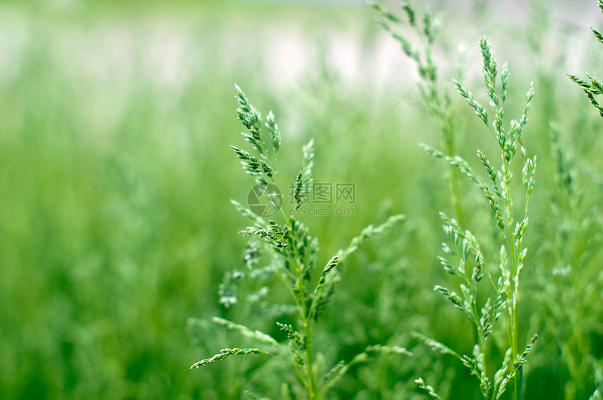 绿绿草植物植物群叶子季节草地花园光束风景绿色场地图片