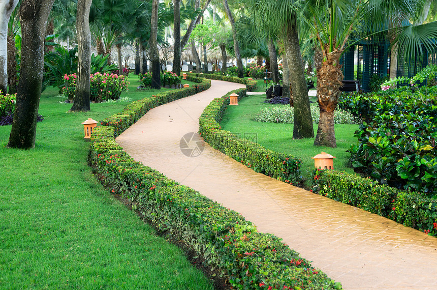 花园园棕榈叶子植物小路车道装饰草地院子美化人行道图片