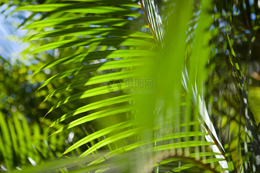 绿棕榈叶蓝色植物热带情调叶子天堂场景异国假期日光图片