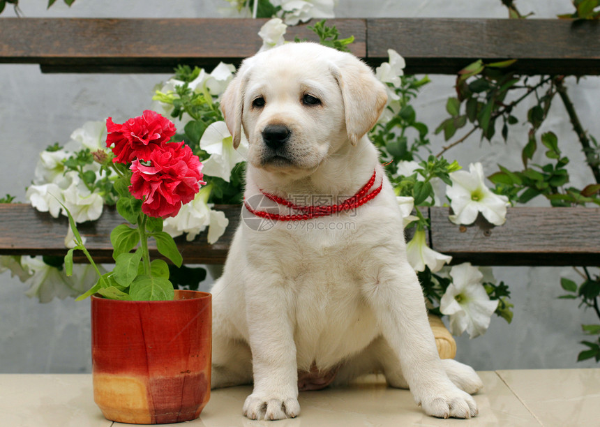 带白红花的拉布拉多小狗图片