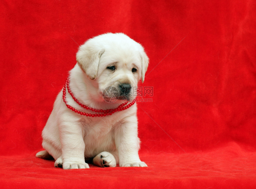 可爱的黄色拉布拉多小狗幸福孩子宠物珠子喜悦猎犬红色朋友图片