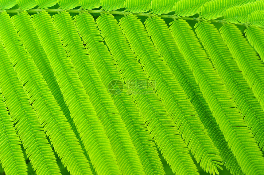 阿卡西亚树叶绿色叶子绿叶背景图案花卉纹理植物热带图片
