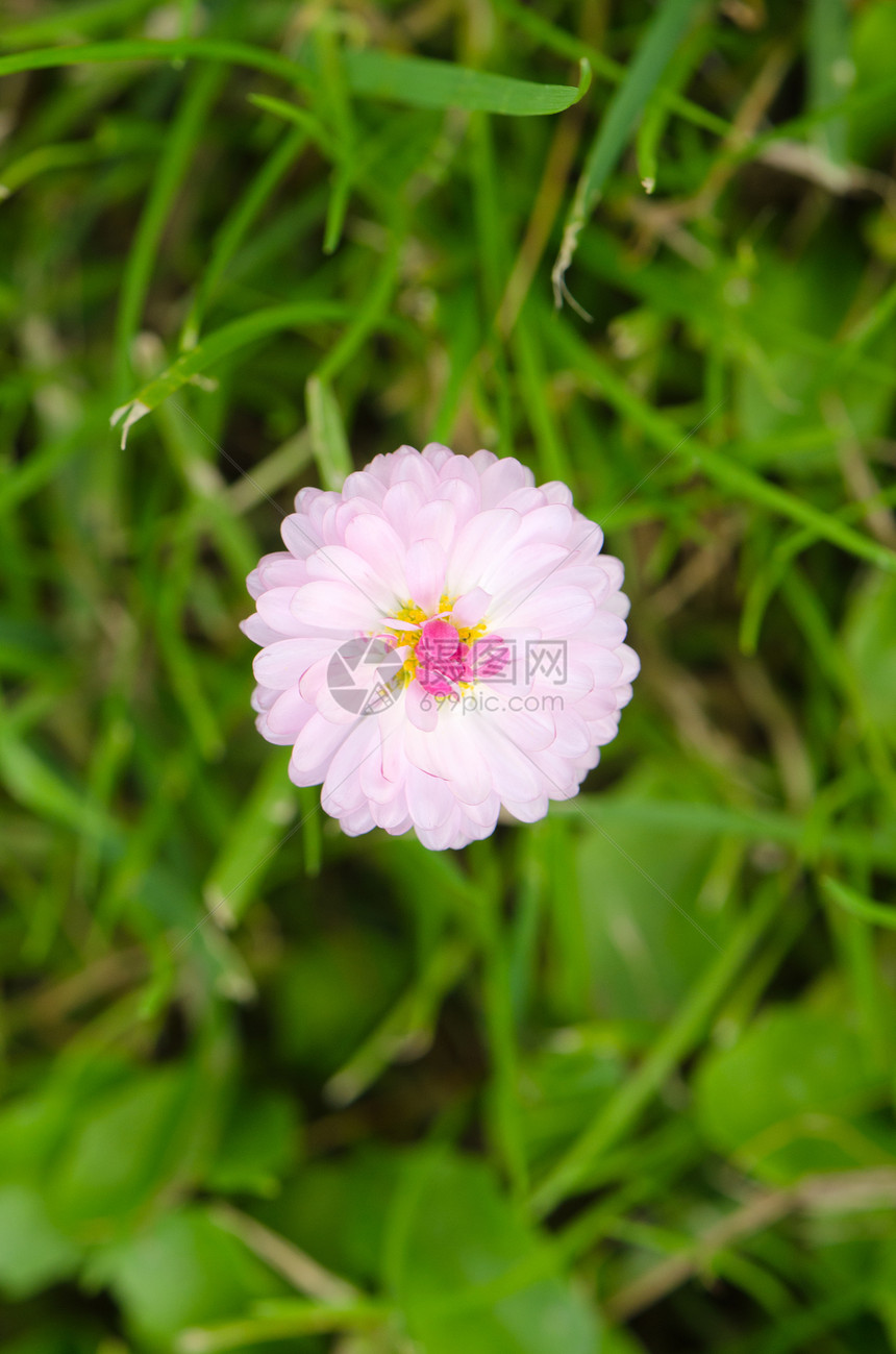 大型闭合白色花朵开花草地背景图片