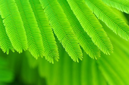 阿卡西亚树叶花卉绿叶图案热带背景植物叶子绿色纹理背景图片