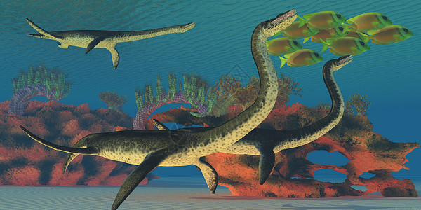六角恐龙鱼海底棱皮龙背景