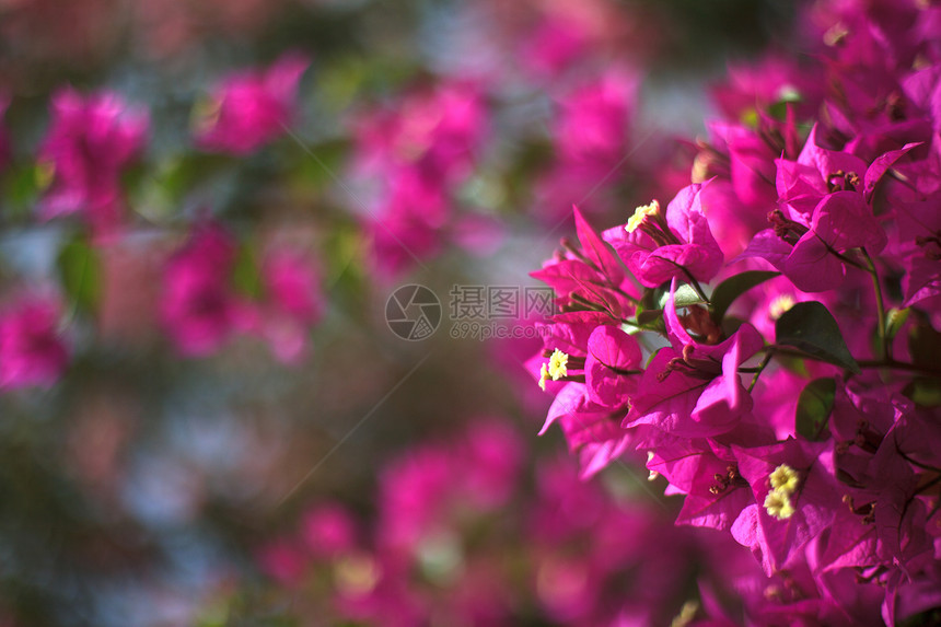 粉红加冰镇灌木花园绿色粉色树叶衬套植物紫色背光树木图片