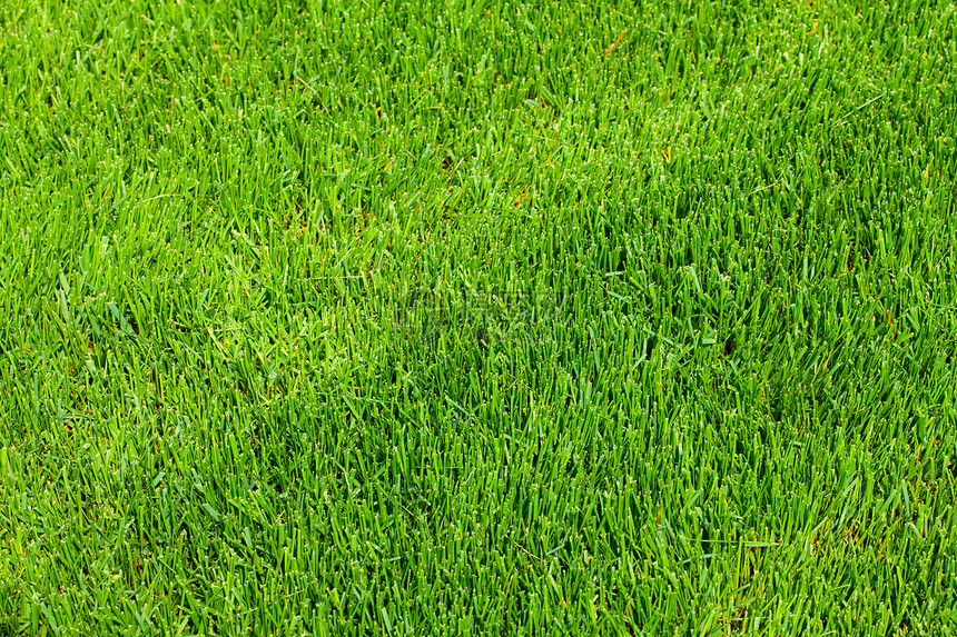 绿草背景背景场地院子草地框架生长活力土地美化美丽环境图片