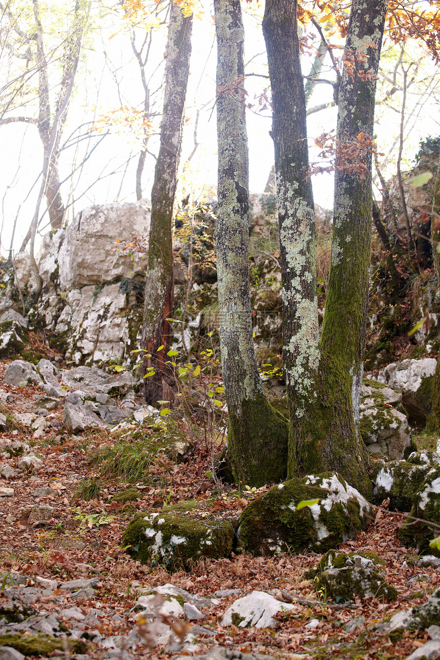 汇孔苔藓岩溶森林侵蚀地质学天坑石灰岩岩石树叶悬崖图片