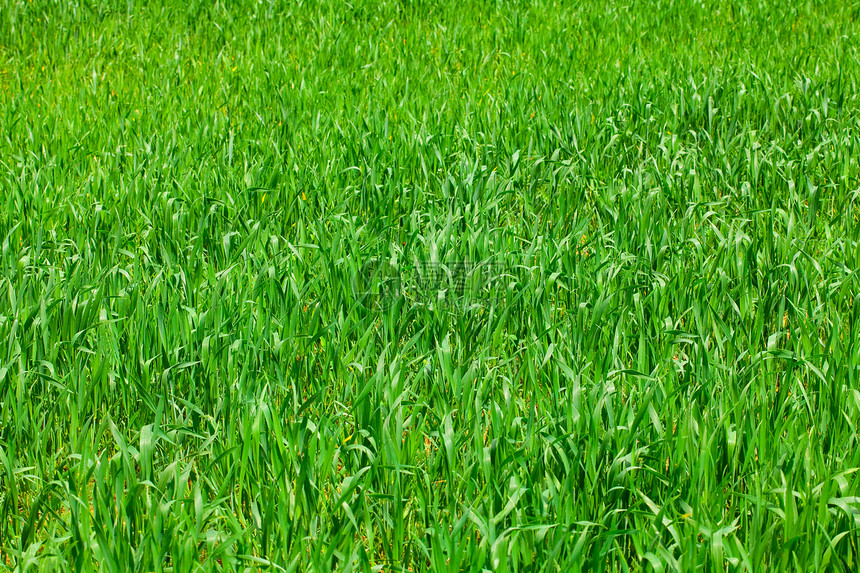 绿草背景背景草皮院子美丽摄影框架植物土地场地阳光环境图片