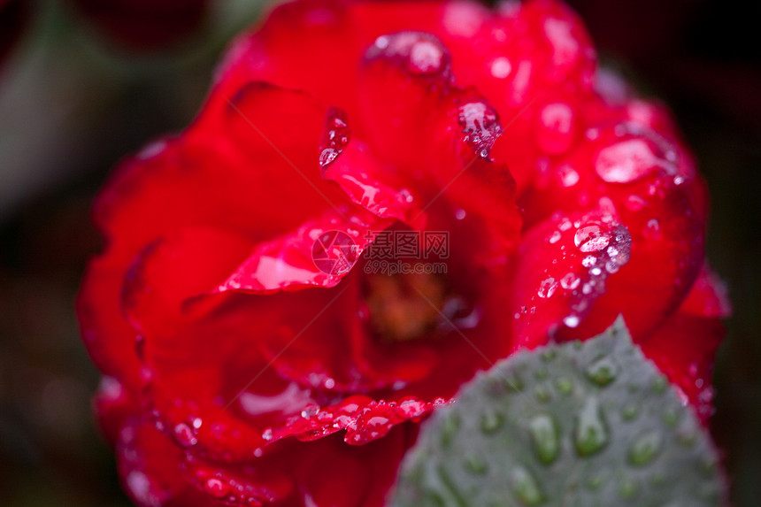 玫瑰带雨滴叶子红色订婚脆弱性宏观花瓣天气框架摄影水平图片