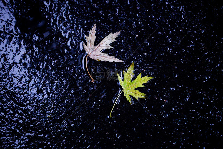 带有一片绿叶的行人路面背景叶子人行道倾斜地面曲线天气枫叶铺路石头美化图片