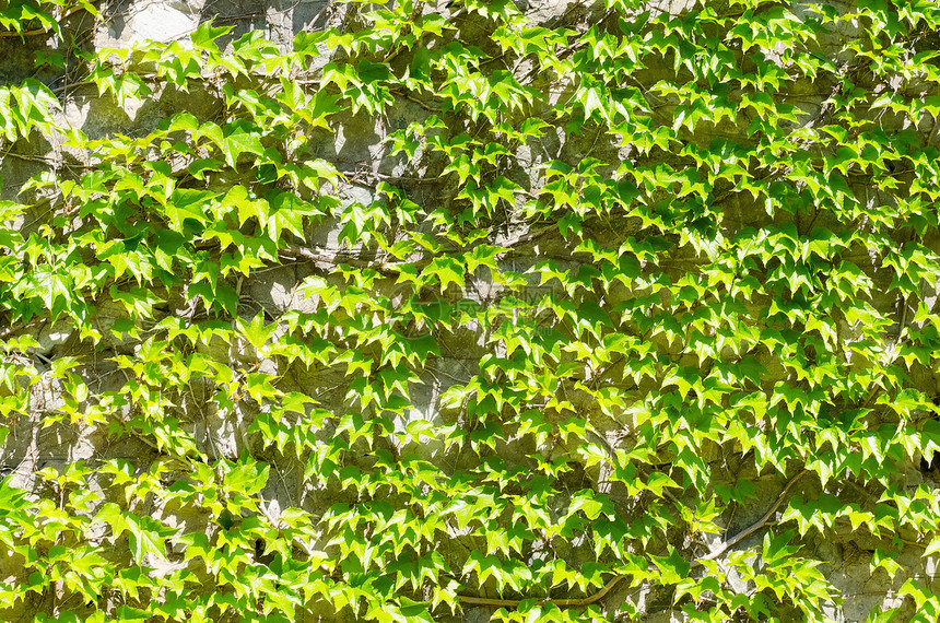 野葡萄的墙壁树叶藤蔓草药晴天叶子生长场景花园植被荒野图片