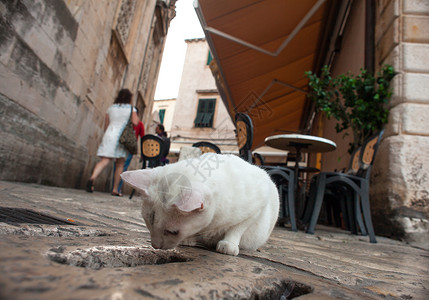 白猫眼睛宠物乐趣猫科食物指甲牙齿街道动物女性背景图片