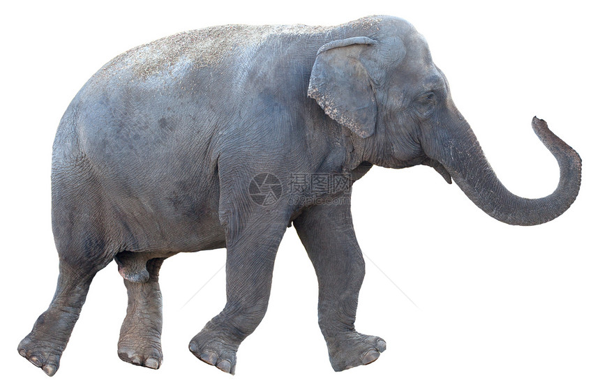 大象树干荒野獠牙象牙野生动物力量耳朵男性厚皮濒危图片