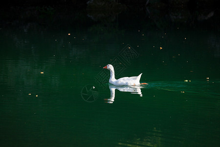 白鹅动物白色鸭子背景图片