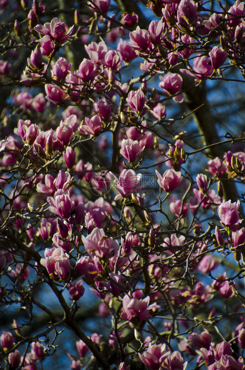 马木兰植物宏观花园时间粉色玉兰果园季节性花朵季节图片