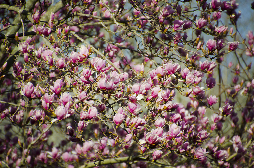 马木兰粉色分支机构季节花朵植物太阳时间花园阳光照射晴天图片