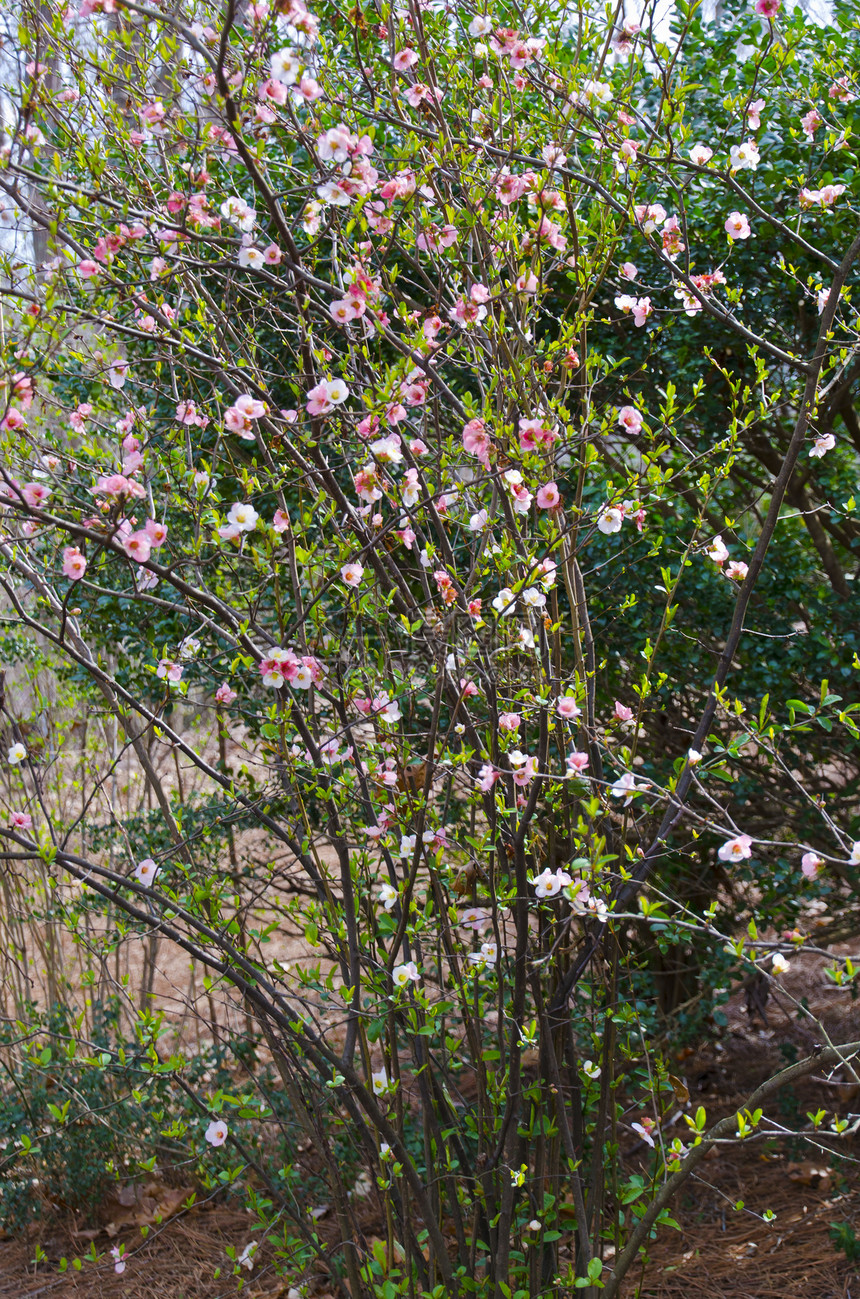 鲜花灌木白色树叶绿色植物花朵生长花园叶子园艺植物学图片